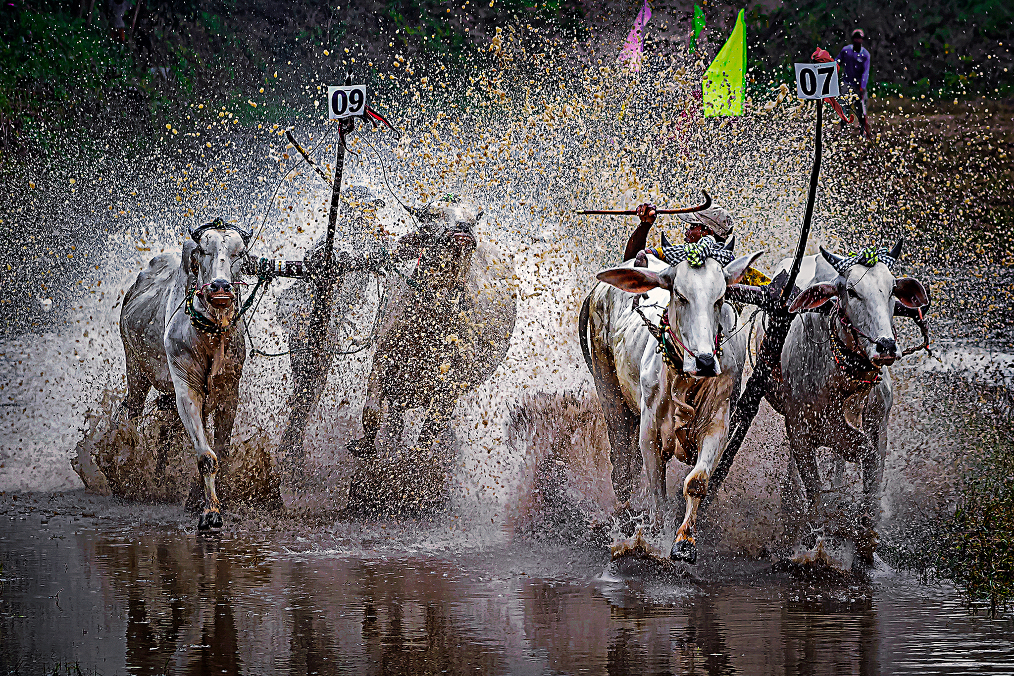 Sôi nổi hội đua bò chùa Rô ở Tịnh Biên