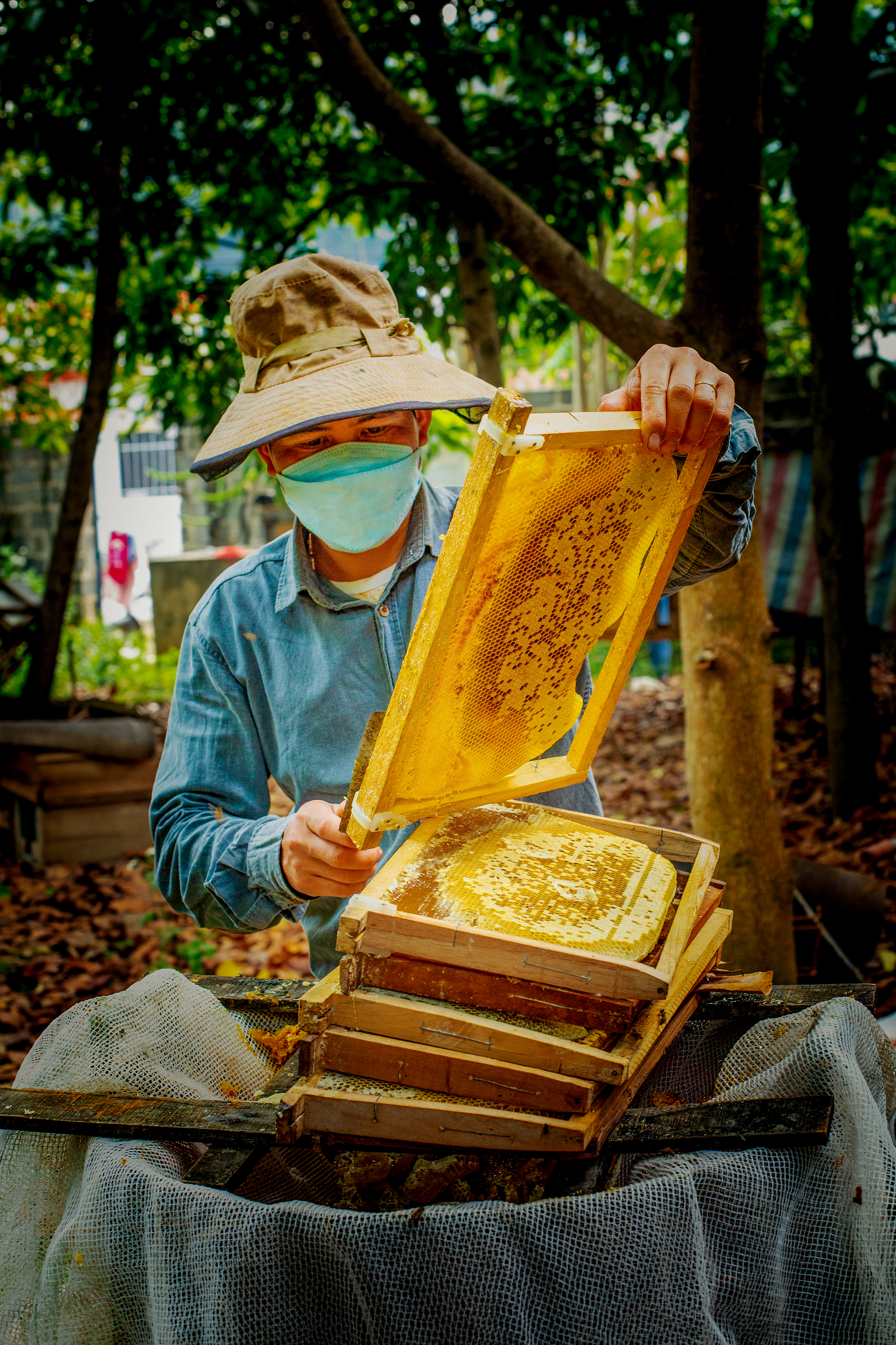 Thu hoạch mật ong
