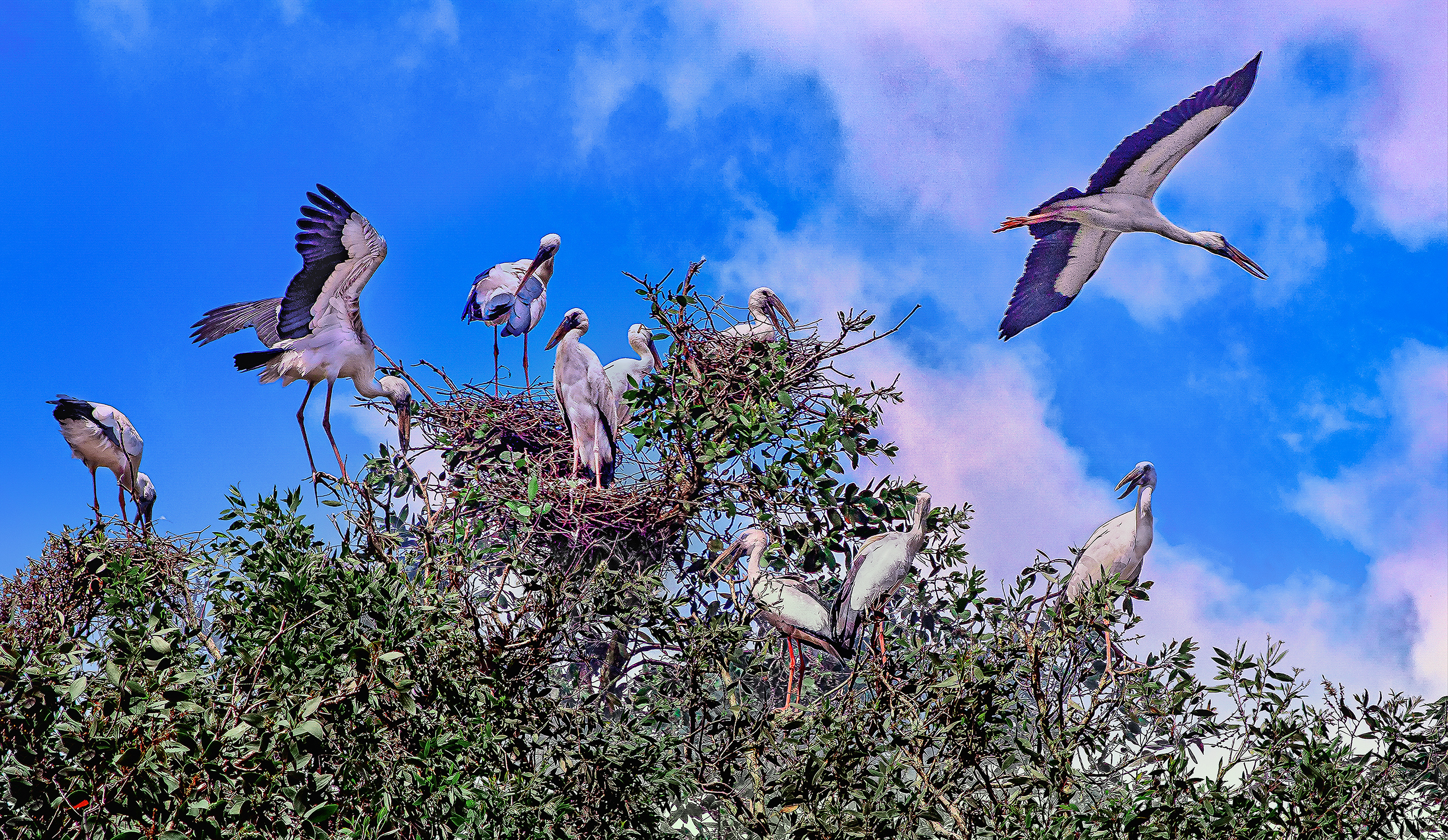 Bầy chim giang sen trong rừng tràm Trà Sư (Tịnh Biên, An Giang)