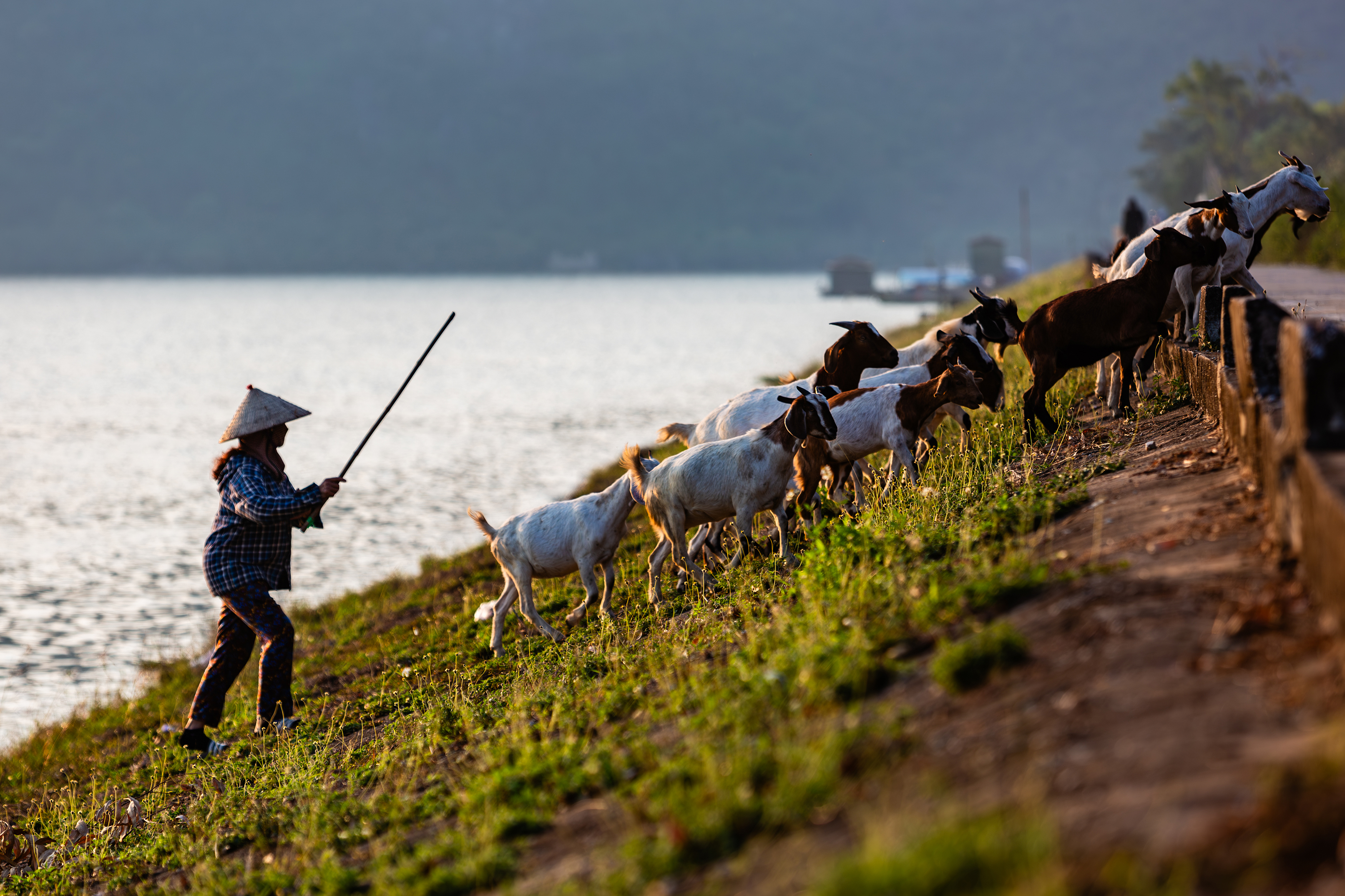 Người chăn dê trên đập Mã Tiên